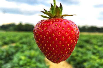 Wurzers Erdbeeren Wieselburg Mostviertel Niederösterreich