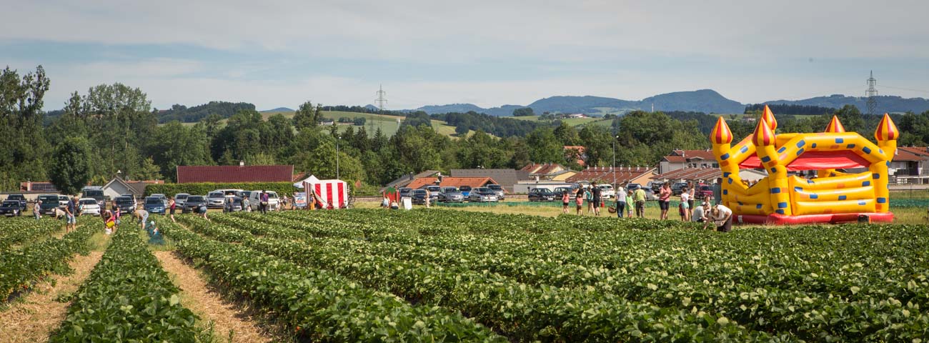 Erdbeeren selberpfl&uuml;cken auf Wurzers Erdbeerfeld in Bodensdorf bei Wieselburg in Nieder&ouml;sterreich