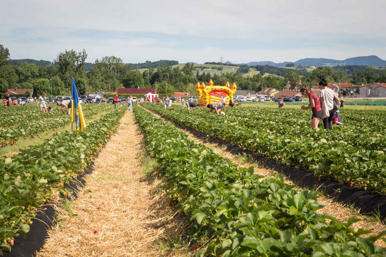 Erdbeeren pflücken in der Nähe von Wien auf Wurzers Erdbeerfeld in Bodensdorf bei Wieselburg - nur 1 Stunde entfernt von Wien