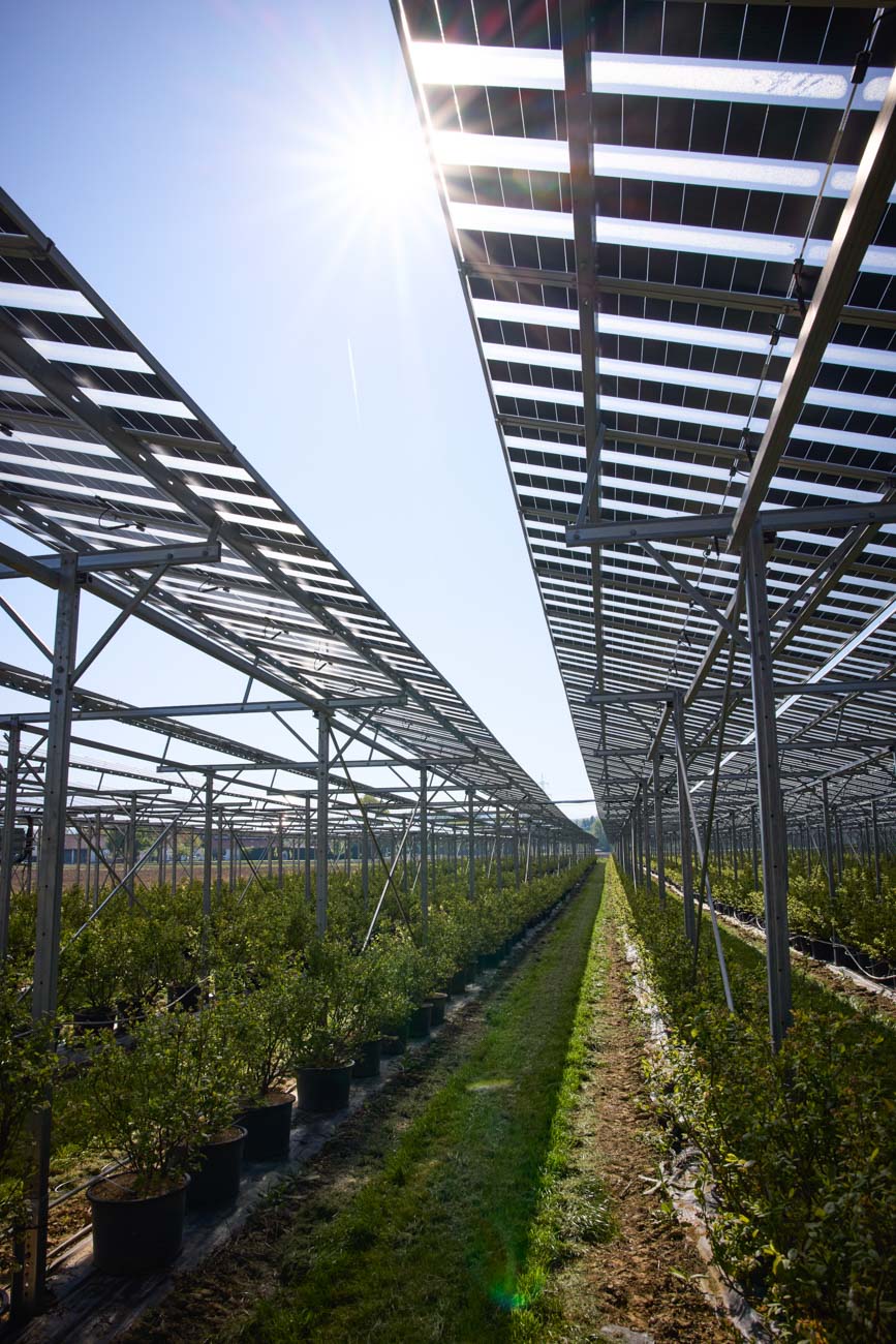 Wurzers Beeren Agri-PV Photovoltaik Wieselburg Mostviertel Niederösterreich