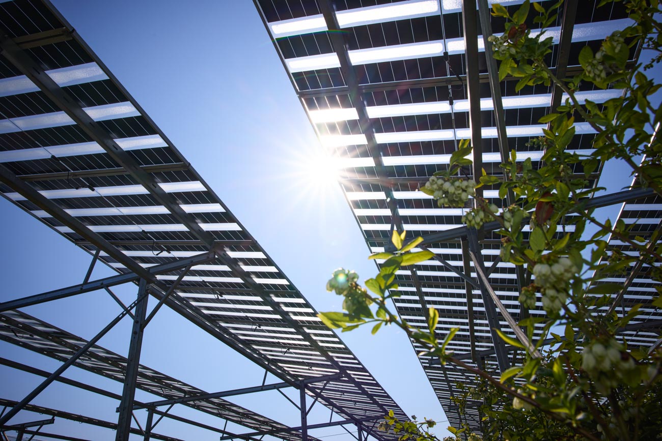 Wurzers Beeren Agri-PV Photovoltaik Wieselburg Mostviertel Niederösterreich