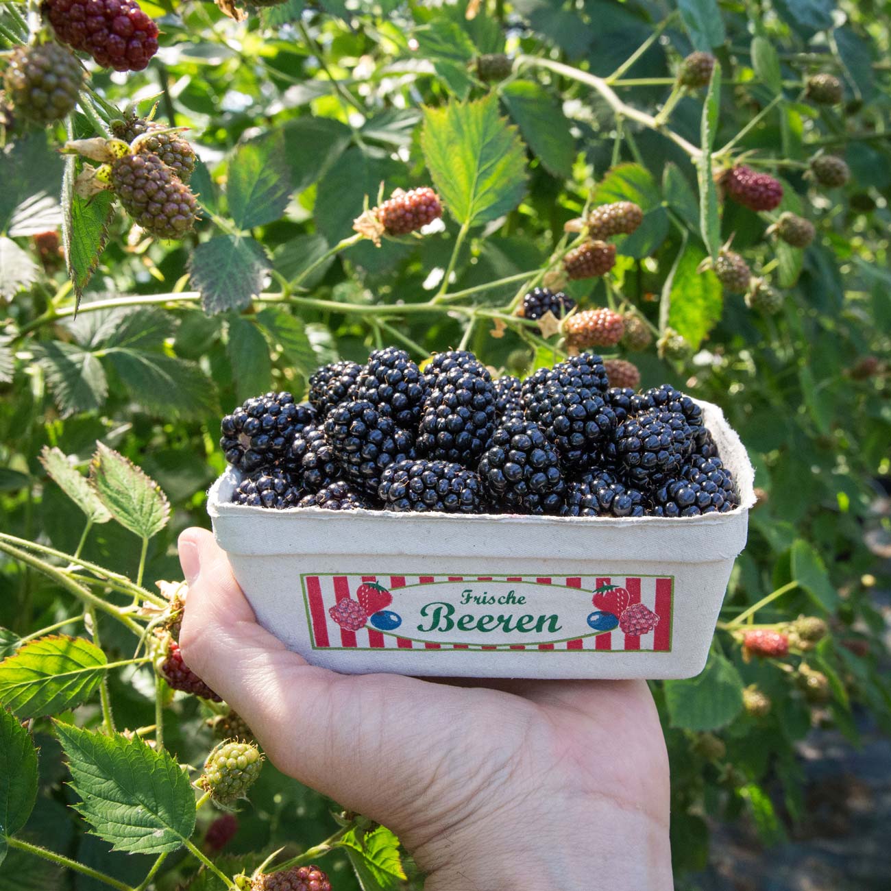 Wurzers Brombeeren aus Bodensdorf bei Wieselburg in Niederösterreich selberpflücken Agri PV Photovoltaik