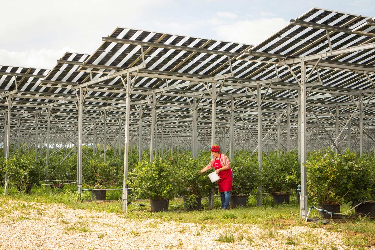 Heidelbeeren selberpflücken auf Wurzers Heidelbeerfeld in Bodensdorf bei Wieselburg in Niederösterreich