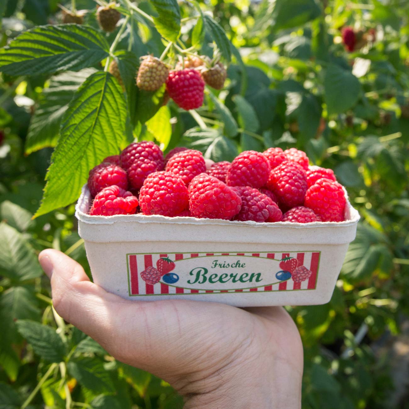 Wurzers Himbeeren aus Bodensdorf bei Wieselburg in Niederösterreich selberpflücken Agri PV Photovoltaik