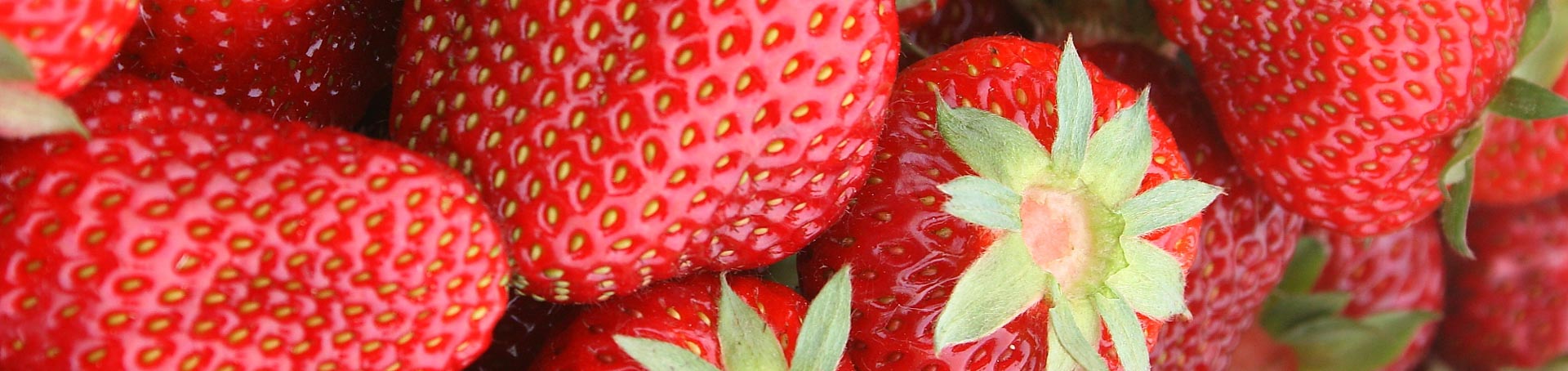 Wurzers Erdbeeren in Bodensdorf bei Wieselburg