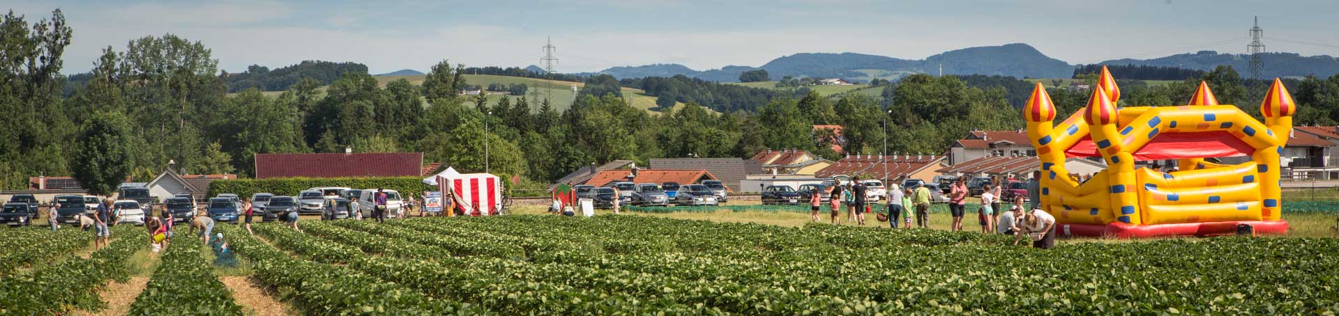 Wurzers Erdbeeren in Bodensdorf bei Wieselburg