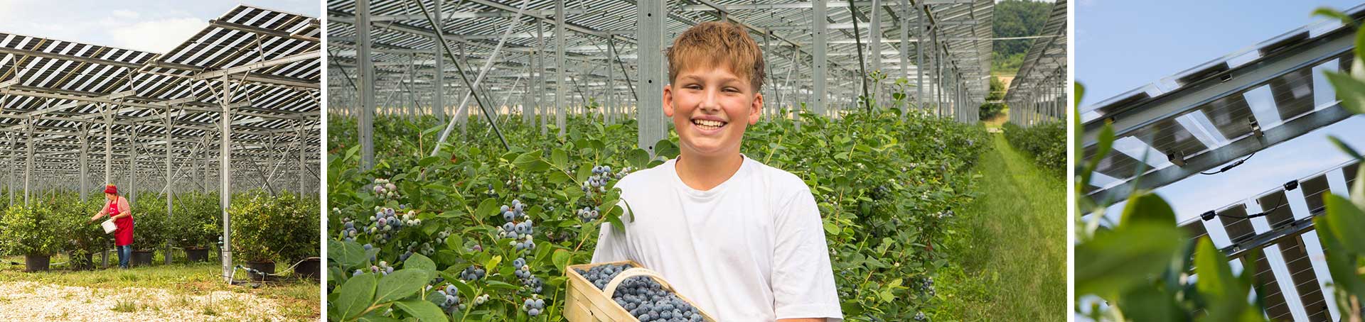 Agri-PV &uuml;ber Heidelbeeren in Bodensdorf bei Wieselburg