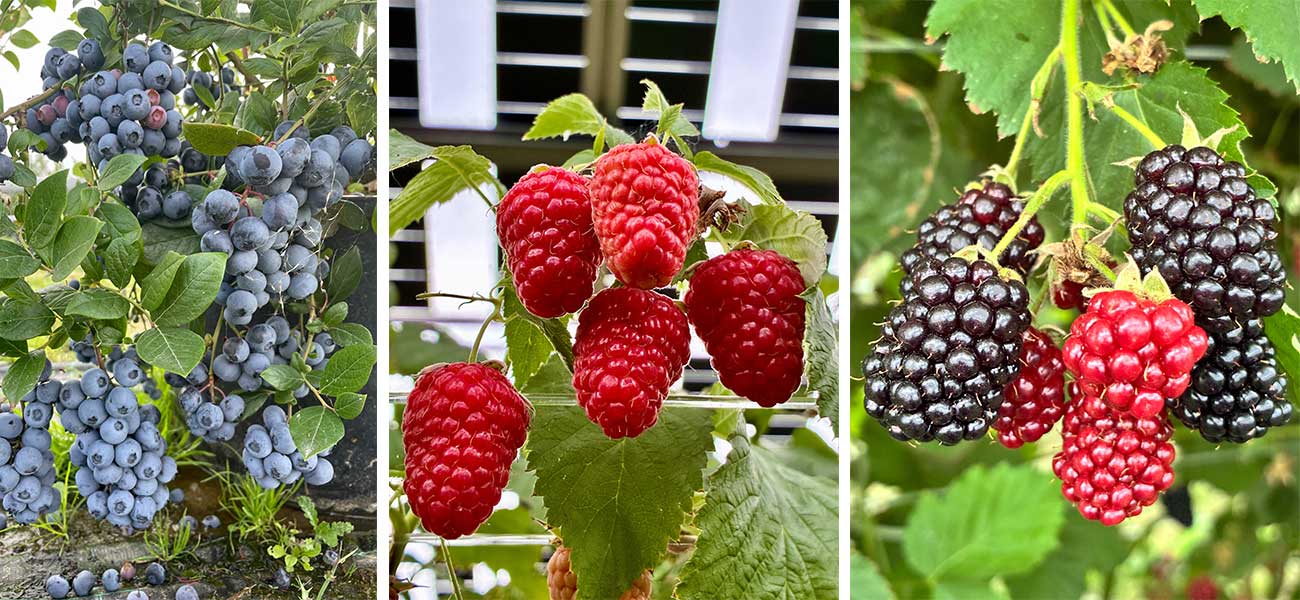 Heidelbeeren, Himbeeren und Brombeeren selber pfl&uuml;cken in Wurzers Beerenparadies in Bodensdorf bei Wieselburg