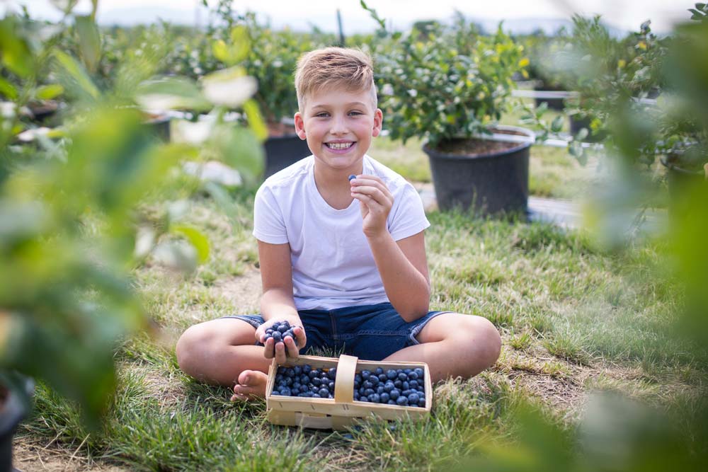 Wurzers Heidelbeeren Bodensdorf Wieselburg Mostviertel Niederösterreich