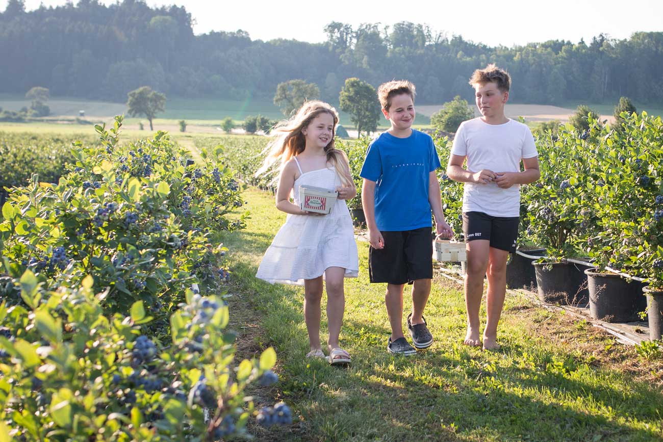 Wurzers Heidelbeerfeld Heidelbeeren selberpflücken Bodensdorf Wieselburg Mostviertel Niederösterreich