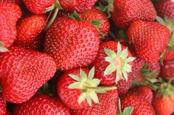Wurzers Erdbeeren aus Bodensdorf bei Wieselburg im Mostviertel
